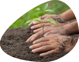 Plantare copaci cu mâinile goale